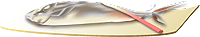 4.gif