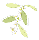 オリーブの花 オリーブの花