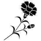母の日・カーネーション5