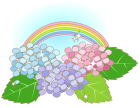 紫陽花・雨上がり・虹