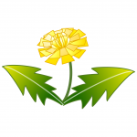 蒲公英
